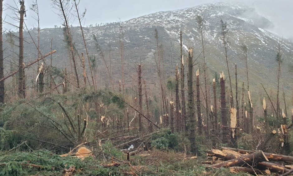 Trees on the way to Corrie Fee snapped like matches.