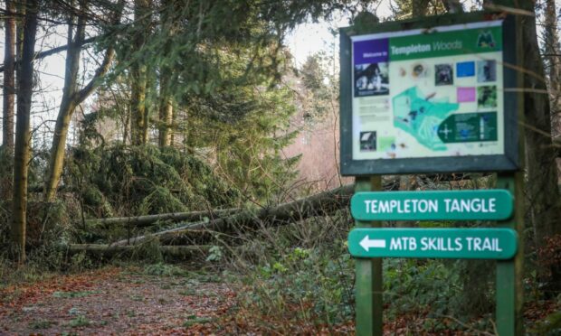 Trees down in Templeton Woods