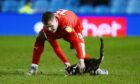 Jason Kerr lifts cat off the pitch at Hillsborough.