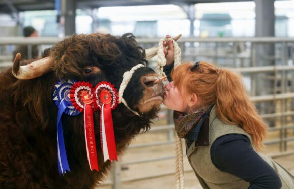 Jordan Headspeath gives the record-priced Angus 2nd of Sorne a kiss.