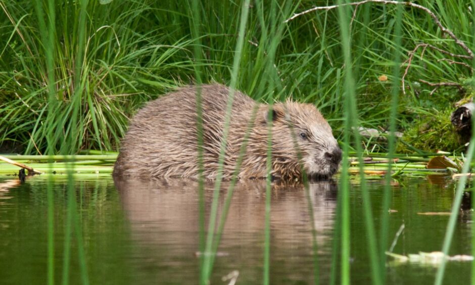 A beaver at Knapdale.