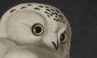 Detail of a print depicting Snowy Owl
