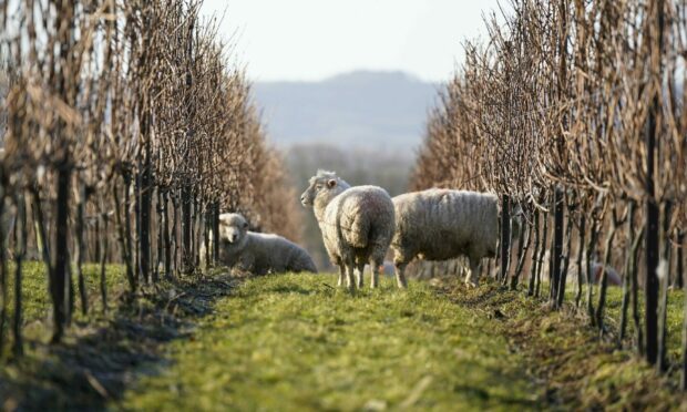 Romney sheep graze the grass around the dormant vines at Nyetimber's Manor Vineyard at West Chiltington in West Sussex. The herd from a local farm form part of Nyetimber's sustainability program and are utilised for vineyard maintenance, keeping the grass low, reducing the risk of frost, maintaining grass leys on the estate and saving the cost of fuel for mowing. Along with keeping the weeds in check their droppings aid localised microflora and microfauna. Picture by PA.