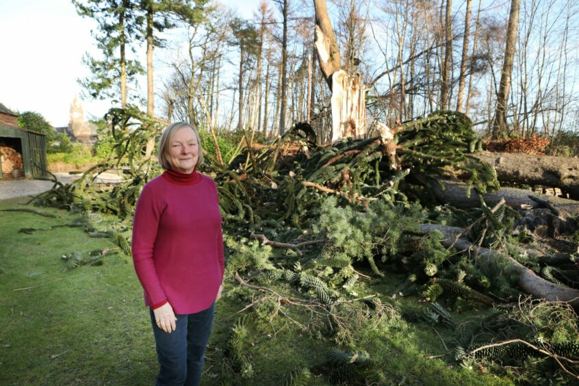 Annie Lyell with the monkey puzzle tree that was toppled in her garden.