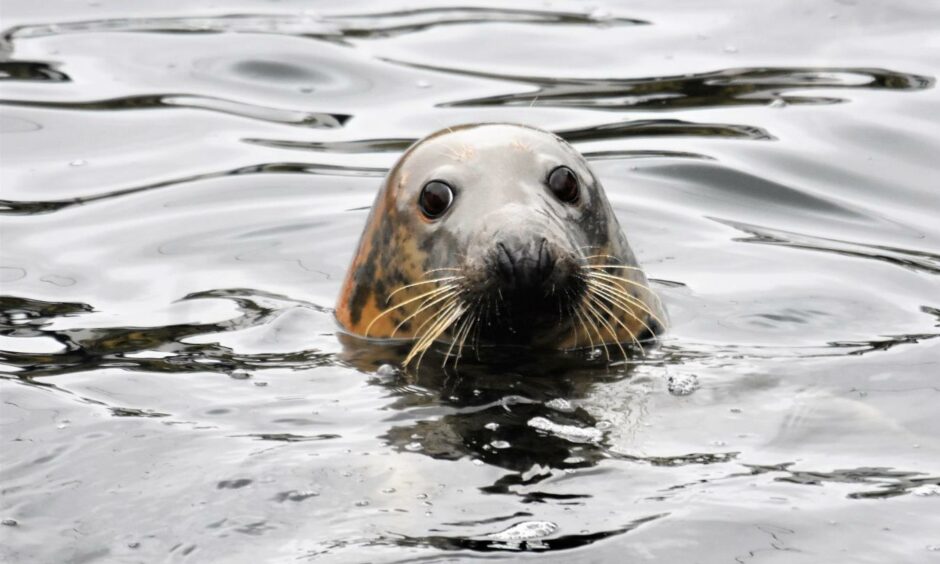 Grey seals are often spotted between Kirkcaldy and Kinghorn.