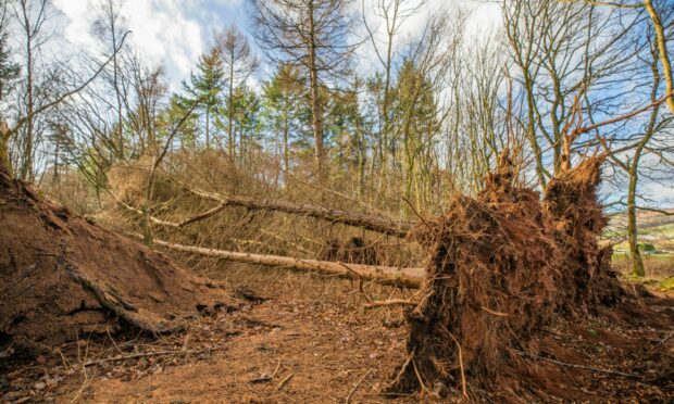 Some of the damaged trees at Huntly Wood.