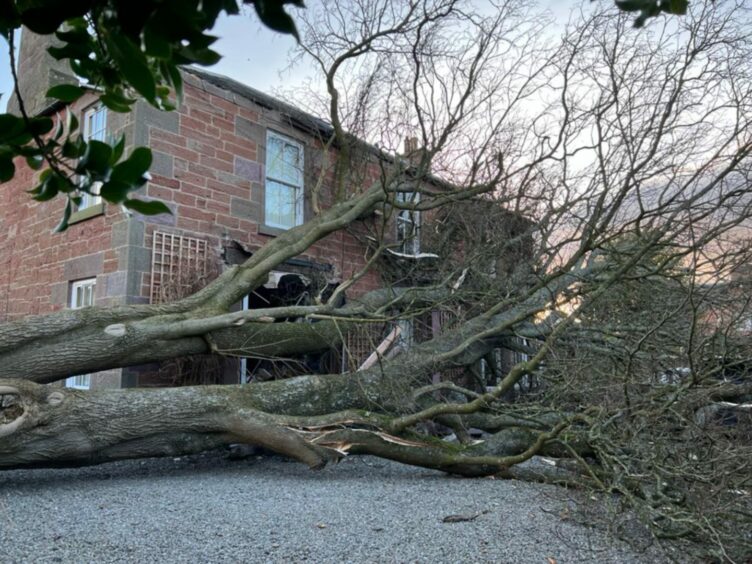 The tree landed directly outside the property.
