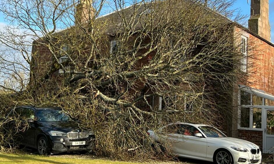 The tree landed on the couple's cars.
