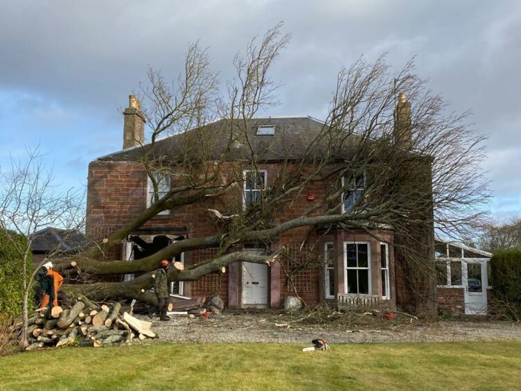 The sycamore tree which damaged the Ramsays' home.