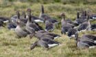 The funding is being made available to help farmers and crofters deal with geese.