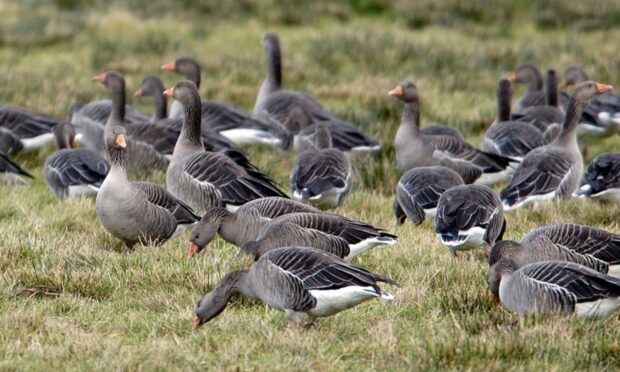 The funding is being made available to help farmers and crofters deal with geese.