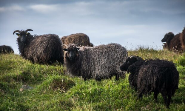 It's been quite the week in Fiona's house. First, the Chow didn't do well at the groomers. But then Fiona met a flock of Hebridean sheep.