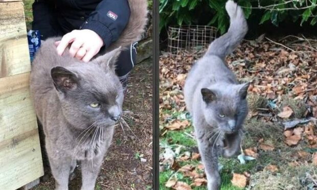 Smudge has reappeared after disappearing from his Dundee home 13 years ago