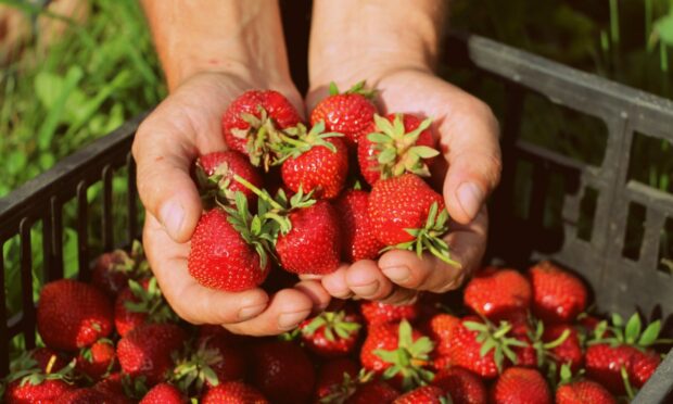 freshly picked strawberries in someone's hands