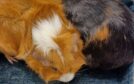 The two guinea pigs were found abandoned in Fife