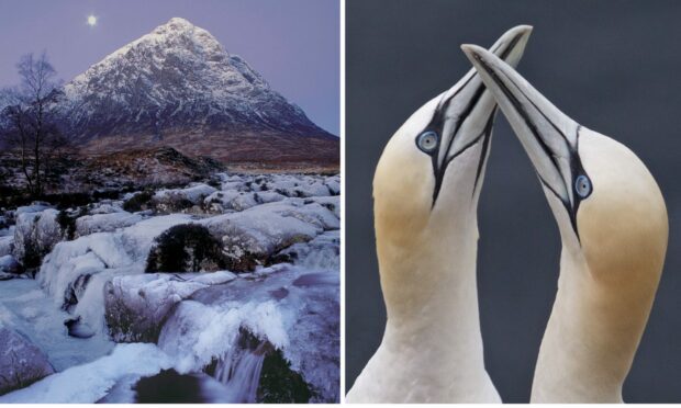 Andy Hall's stunning images of Buachaille Etive Mor in Glencoe and gannets at Troup Head.