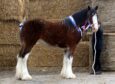 Clydesdale filly Collessie Victoria was crowned overall horse champion.