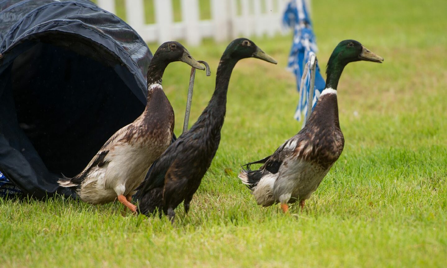 Fife Show returns after 2year absence with 200th anniversary celebration