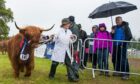 A Highland cow showcased at the Fife show