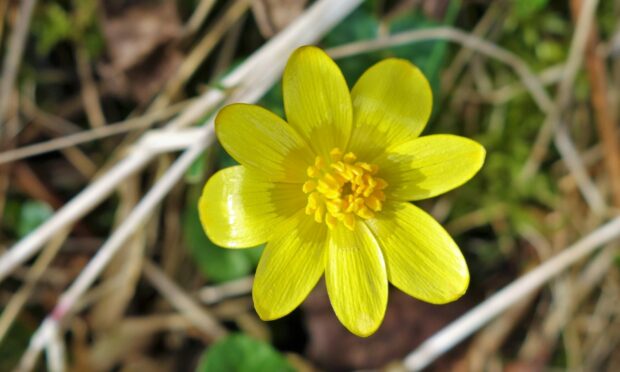 Lessercelandine