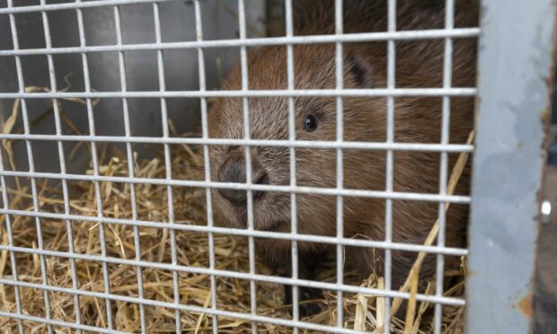 One of the Argaty beavers, just before it was released.