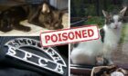 The three cats were all found dead within 24 hours in the same street.