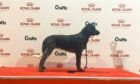 Nova, a Large Munsterlander from Dundee, on the podium at Crufts 2022, NEC, Birmingham.