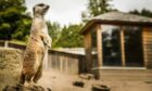 A Meerkat at Camperdown Wildlife Centre in Dundee