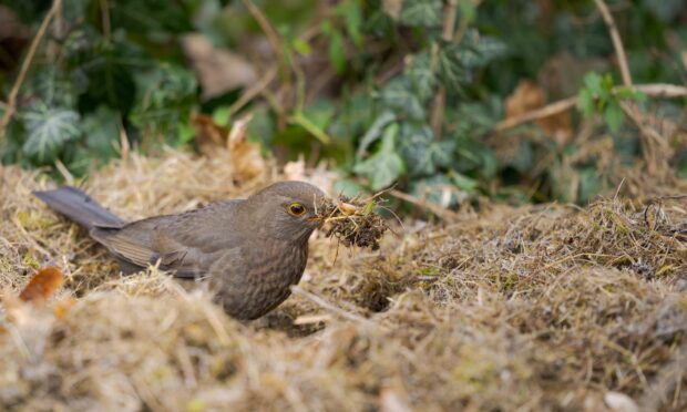 Rab's new pal is a female blackbird (well, she's a brownbird really)