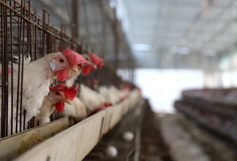 Chickens eat grub at a factory