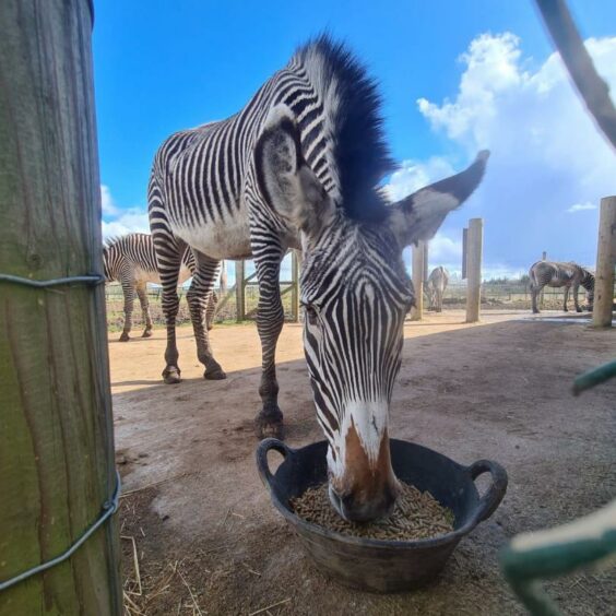 fife zoo zebra