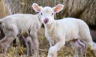 The outbreak in Fife has been linked to lamb petting at a farm in West Lothian.