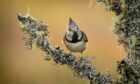 Crested Tit by Alan Edwards was the Digital Image of the Year winner.
