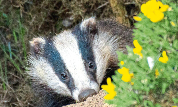 A badger amongst daffodils. Picture: Sean Harrower.