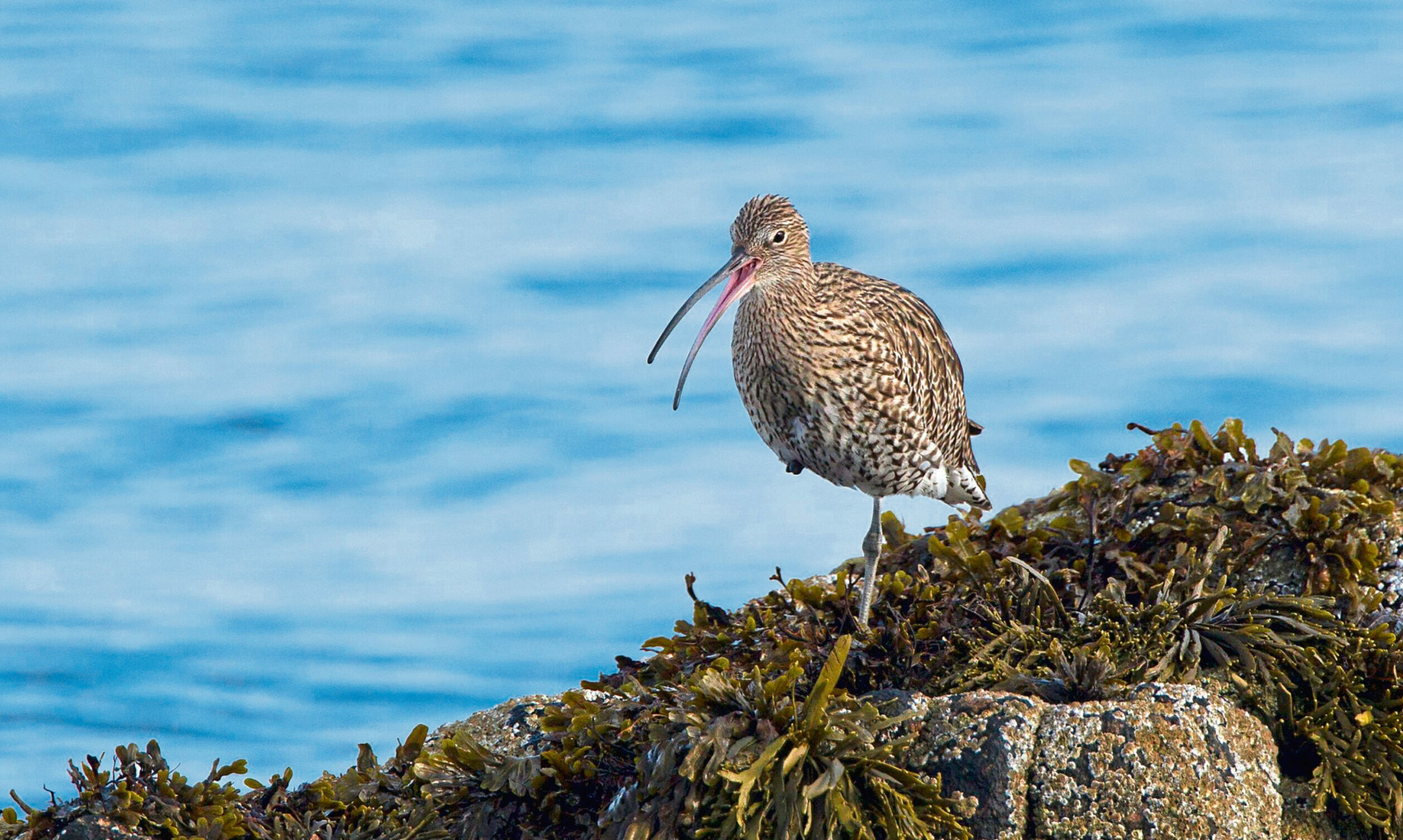 Curlews are under threat of becoming extinct.