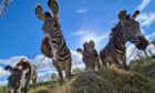 zebras fife zoo