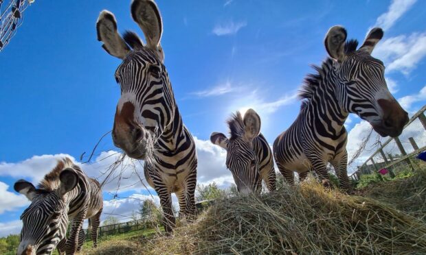 zebras fife zoo