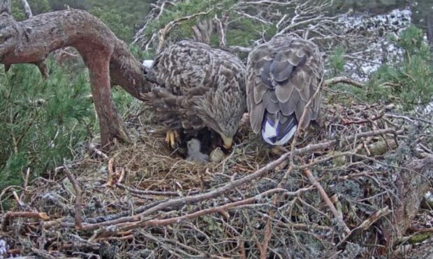 The eaglet hatching was live streamed to the RSPB Abernethy nature reserve.