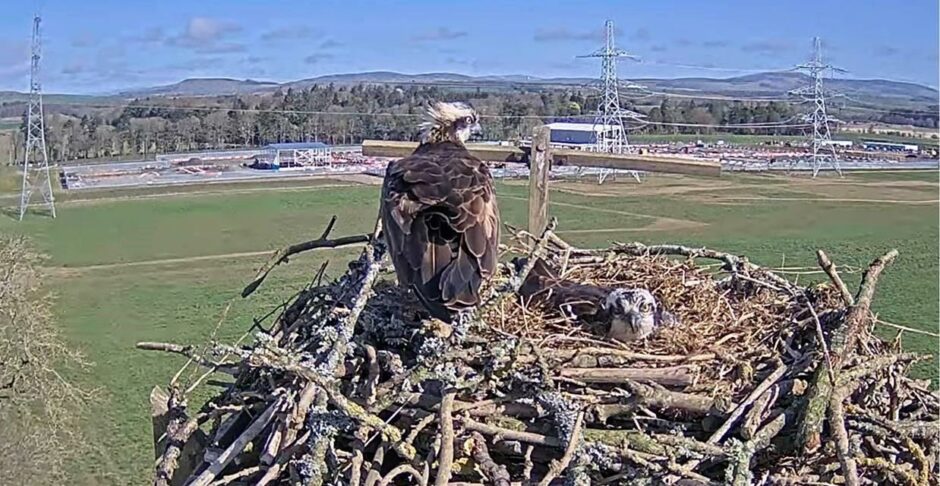 The ospreys captured on the webcam.