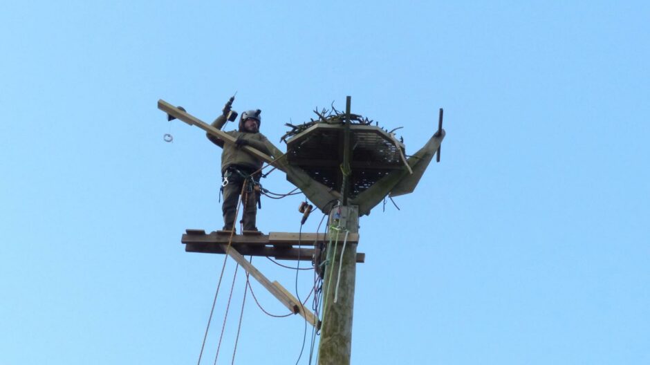 Jason Fathers at the top of the nesting tower in Alyth