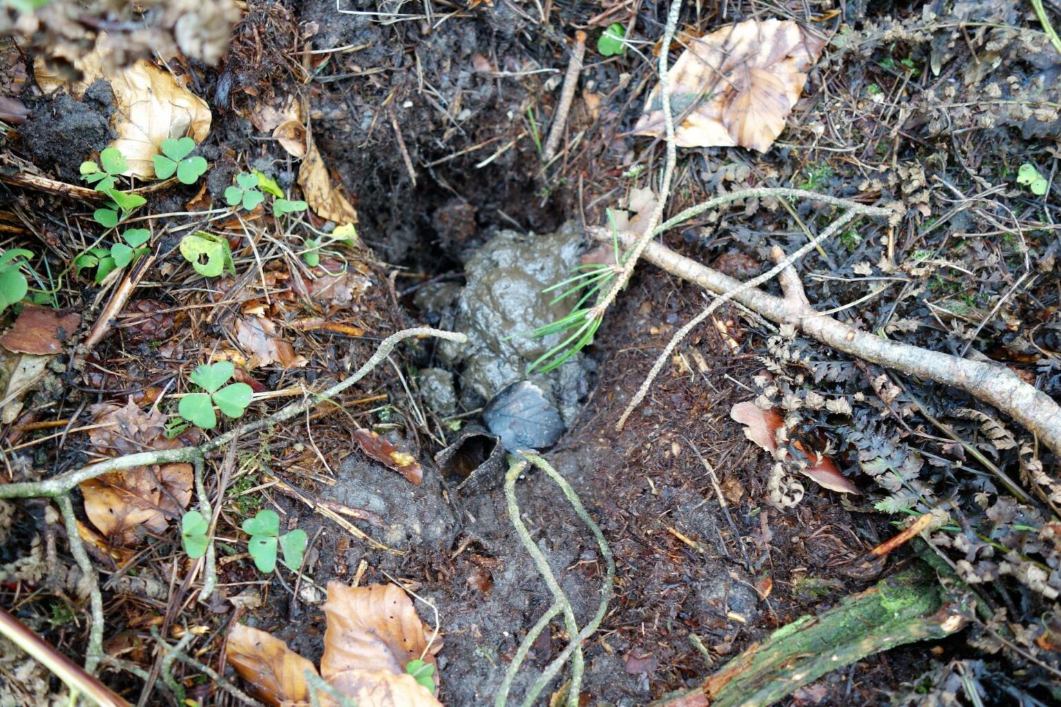 KEITH BROOMFIELD Did you know badgers use latrines?