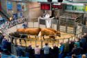 ANM sold more than 67,000 cattle in 2021.