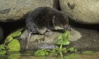European Water Shrew (Neomys fodiens), at water's edge