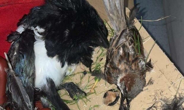 Glue trap ban call as garden birds suffer horrible deaths