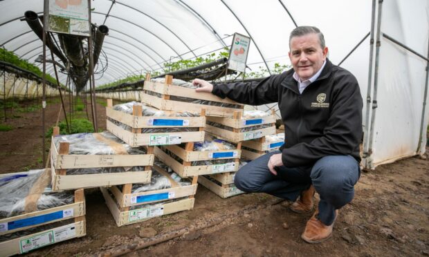 A cancelled supermarket order leaves Omachie Fruit Farm with 10,000 strawberry plants its now looking to give away.