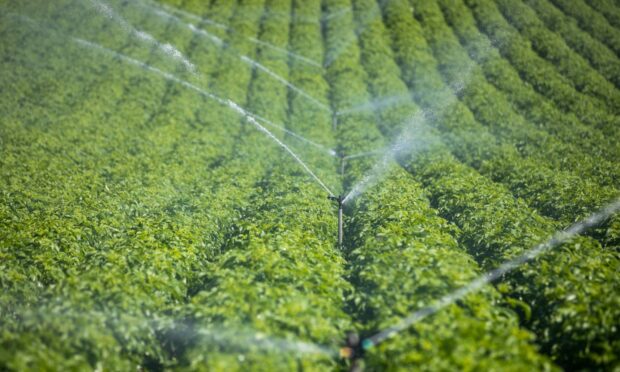 Firms are being urged to use as little water as possible during irrigation.