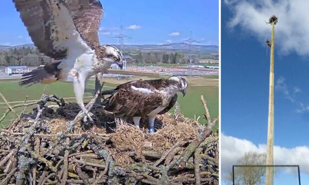 The Ospreys in Alyth