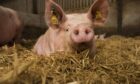 SAMW warns failure to implement checks is putting the Scottish pig sector at risk.
