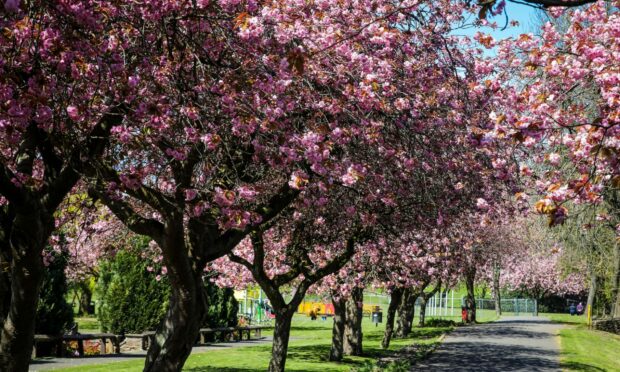 Letham Glen flowers were stolen at the weekend