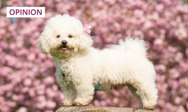 Spring - the season of cherry blossom and brighter days. Photo: Dominic Lipinski/PA Wire.